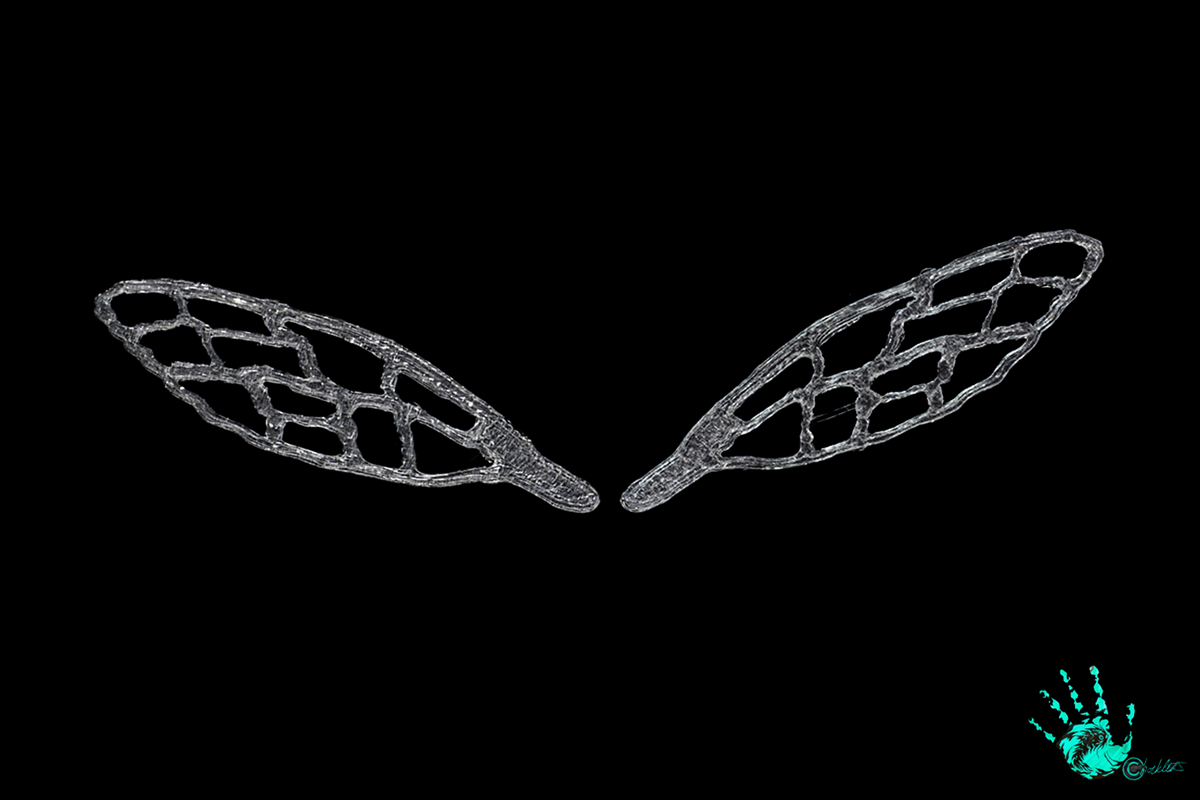 3D Bug Wings